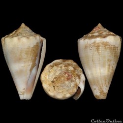 Monteiroconus mus (Hwass in Bruguière, 1792)
