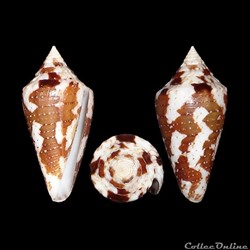 Tenorioconus archon (Broderip, 1833)