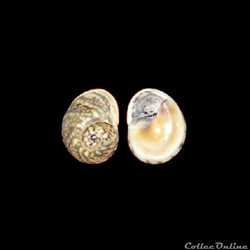 Nassariidae - Tritia neritea (Linné, 1758)
