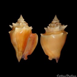 Strombidae - Strombus pugilis (Linné, 1758)