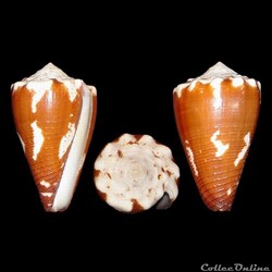 Stephanoconus brunneus (Wood, 1828)