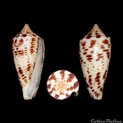 Phasmoconus (Phasmoconus) zapatosensis (Röckel, 1987)