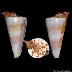Kioconus (Kioconus) shikamai (Coomans, Moolenbeek & Wils, 1985)