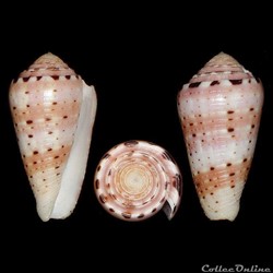 Pionoconus aurisiacus (Linné, 1758)