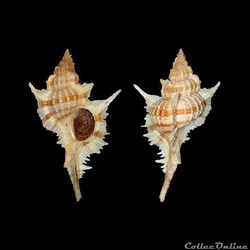 Muricidae - Siratus beaui (Fischer & Bernardi, 1857)