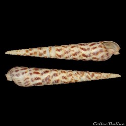 Terebridae - Terebra taurina (Lightfoot, 1786)