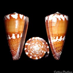 Strategoconus (Vituliconus) litoglyphus (Hwass in Bruguière, 1792)