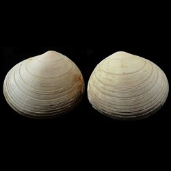 Tellinidae - Arcopagia crassa (Pennant, 1977)