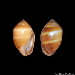 Ellobiidae - Melampus coffea (Linné, 1758)