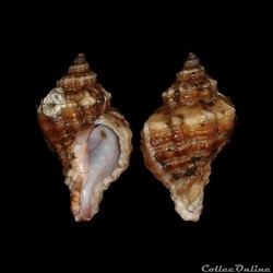 Muricidae - Ocenebra erinaceus (Linné, 1758)