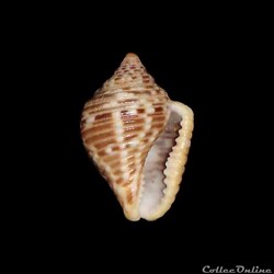 Columbellidae - Columbella mercatoria (Linné, 1758)
