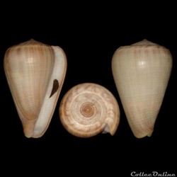 Dendroconus loroisii (Kiener, 1846)