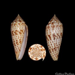 Phasmoconus (Phasmoconus) pretosius (Nevill & Nevill, 1874)