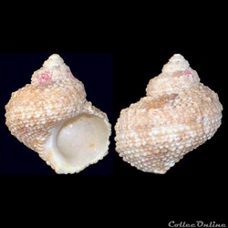 Turbinidae - Turbo castanea (Gmelin, 1791)
