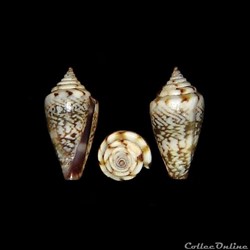 Lautoconus (Africonus) felitae (Rolán, 1990)