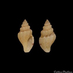 Mangellidae - Mangelia vauquelini (Payraudeau, 1826)