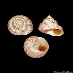 Trochidae - Gibbula magus (Linné, 1758)