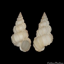 Epitoniidae - Epitonium albidum (d'Orbigny, 1842)