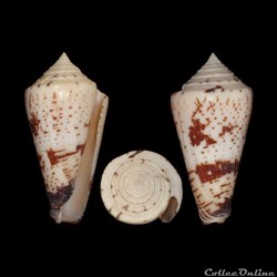 Calibanus thalassiarchus f. depriesteri (Wils, 1972)
