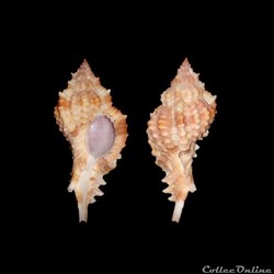 Muricidae - Siratus consuela (Verrill, 1950)