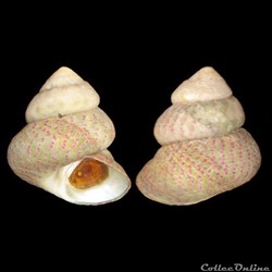 Trochidae - Steromphala divaricata (Linnaeus, 1758)