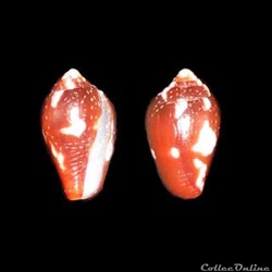 Columbellidae - Conella ovulata (Lamarck, 1822)