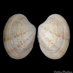 Veneridae - Polititapes aureus (Gmelin, 1791)