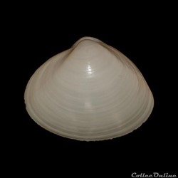 Mactridae - Mactra stultorum (Linné, 1758)
