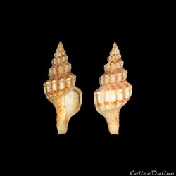 Fasciolariidae - Aptyxis syracusana (Linné, 1758)