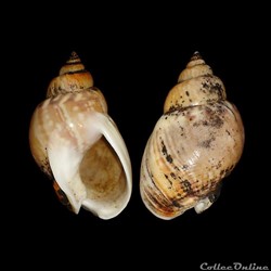 Nassariidae - Tritia mutabilis (Linné, 1758)
