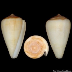 Monteiroconus tabidus (Reeve, 1844)