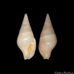 Columbellidae - Cotonopsis lafresnayi (Fischer & Bernardi, 1857)