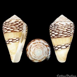 Lautoconus (Lautoconus) mercator (Linné, 1758)