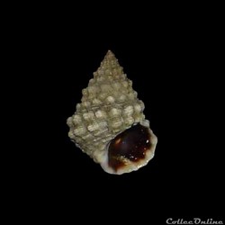 Littorinidae - Echinolittorina tuberculata (Menke, 1828)