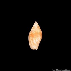 Columbellidae - Nitidella nitida (Lamarck, 1822)