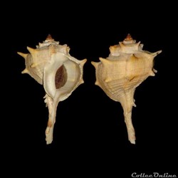 Muricidae - Bolinus brandaris (Linné, 1758)