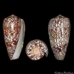 Darioconus madagascariensis (Sowerby II, 1858)