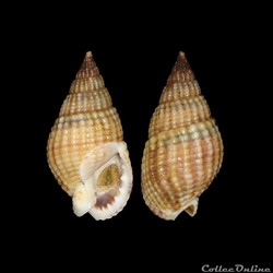 Nassariidae - Tritia reticulata (Linné, 1758)