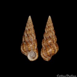 Epitoniidae - Epitonium turtonis (Turton, 1819)