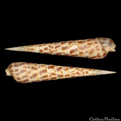 Terebridae - Terebra taurina (Lightfoot, 1786)