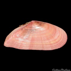 Tellinidae - Moerella pulchella (Lamarck, 1818)