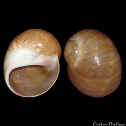 Naticidae - Notocochlis dillwynii (Payraudeau, 1826)