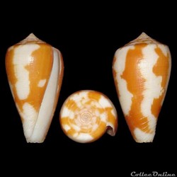 Pionoconus robini (Limpalaër & Monnier, 2012)