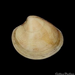 Veneridae - Chamelea gallina (Linné, 1758)