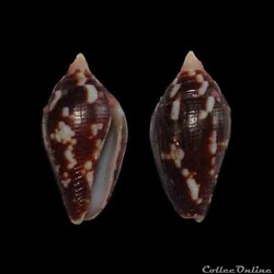 Columbellidae - Conella ovulata (Lamarck, 1822)