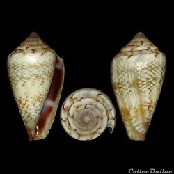 Lautoconus (Africonus) serranegrae (Rolán, 1990)