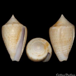 Conidae - Ximeniconus (Perplexiconus) puncticulatus columba (Hwass in Bruguière 1792)