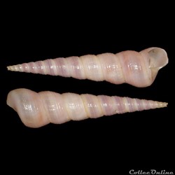 Turritellidae - Turritellinella tricarinata (Brocchi, 1814)