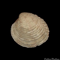 Veneridae - Venus verrucosa (Linné, 1758)