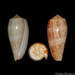 Textilia vicweei (Old, 1973)